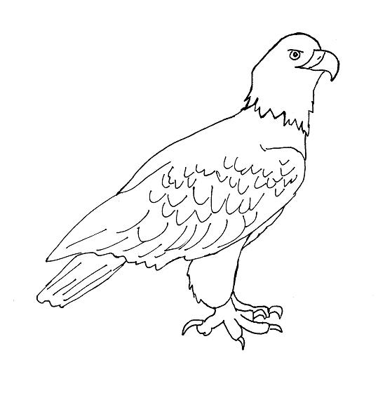 eagle coloring pages easy - photo #16