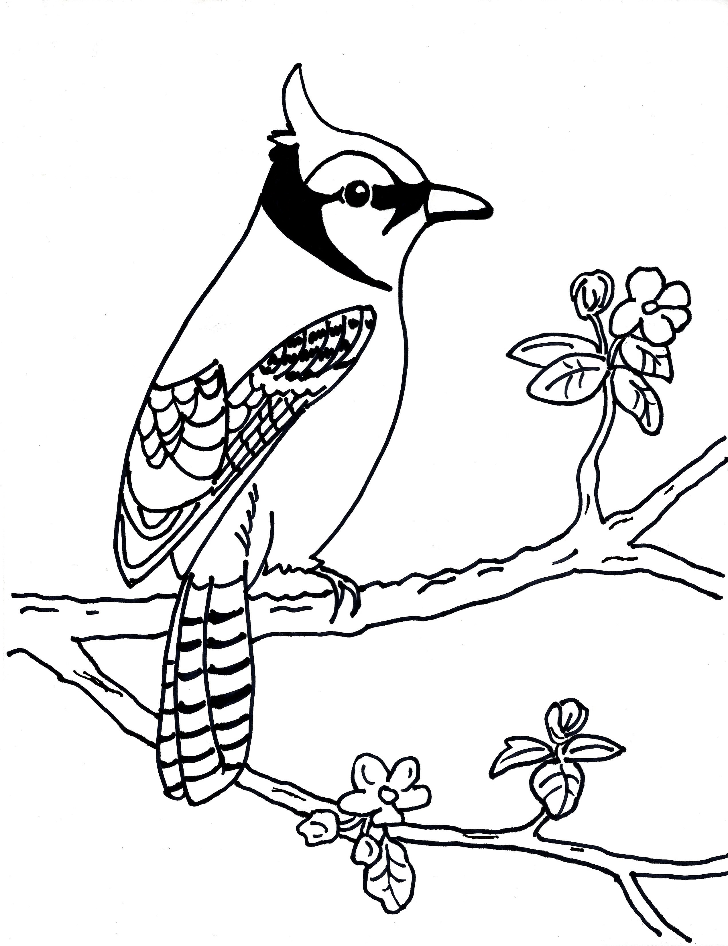 blue jay coloring page3 - Samantha Bell