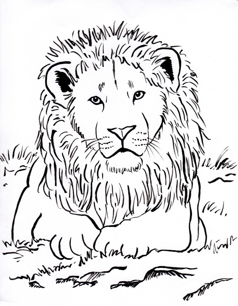 Lion Coloring Page - Samantha Bell