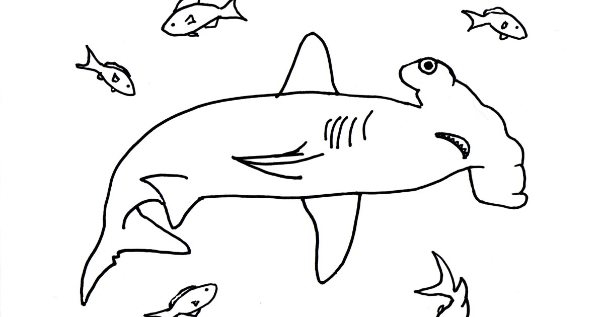 Hammerhead Shark Coloring Page Art Starts for Kids