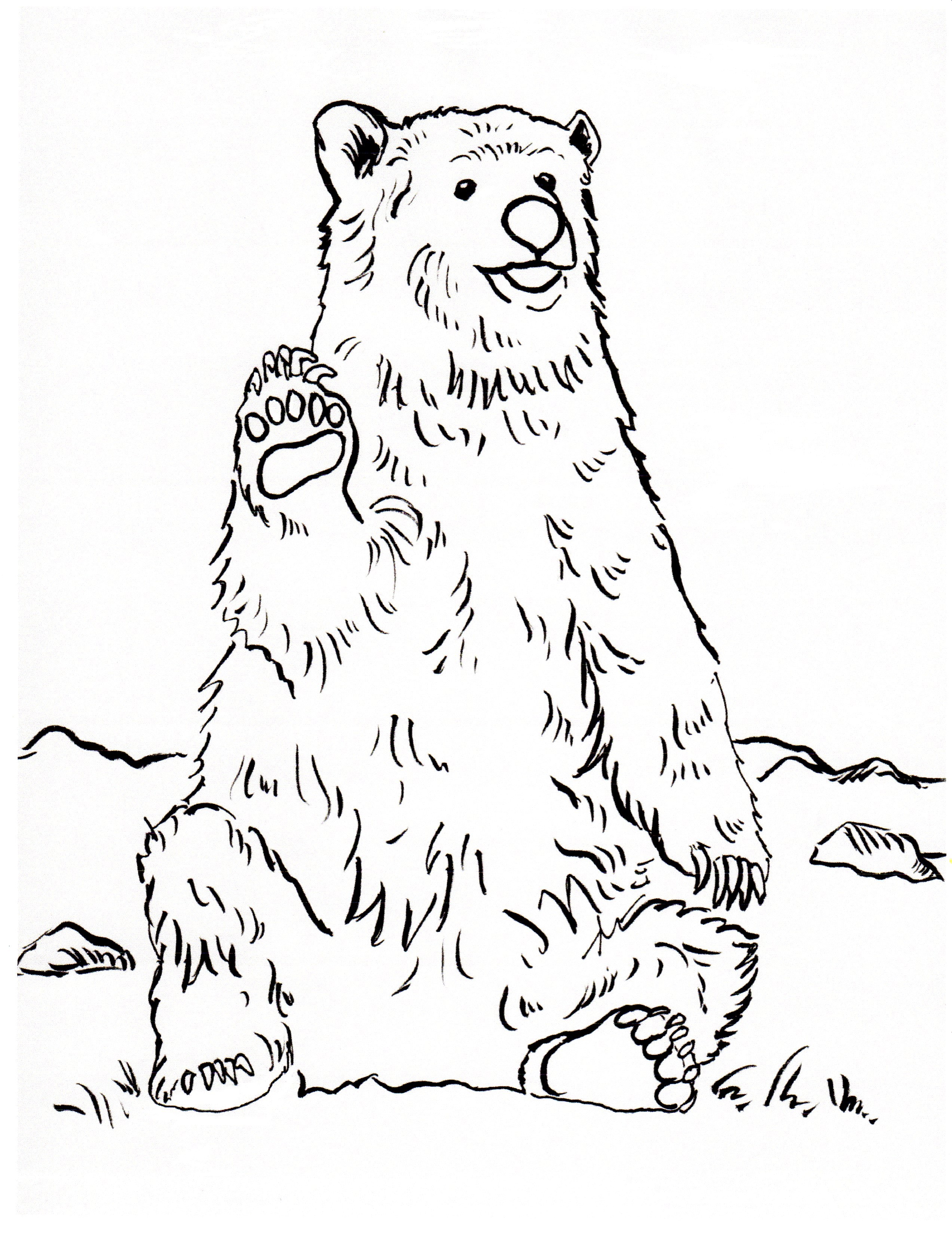Grizzly Bear Coloring Page Samantha Bell