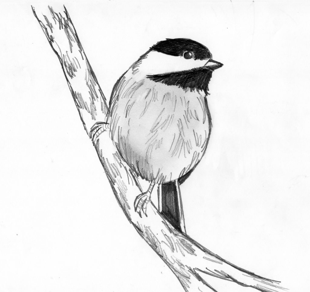 Drawing Animals in Pen and Ink - Samantha Bell