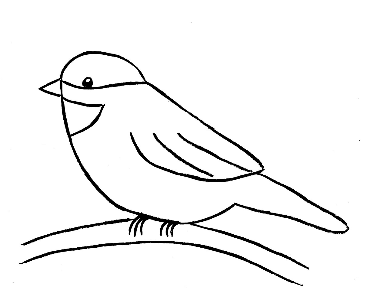 Drawing for Adults  How to Draw Birds 