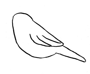 chickadee-drawing 6