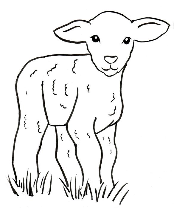 lamb coloring page