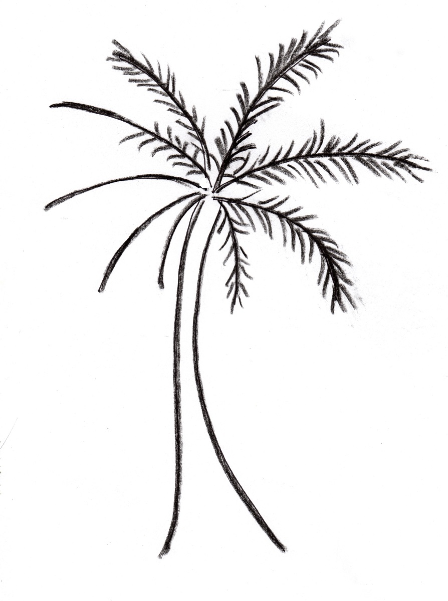 Palm Tree Drawing - Art Starts for Kids