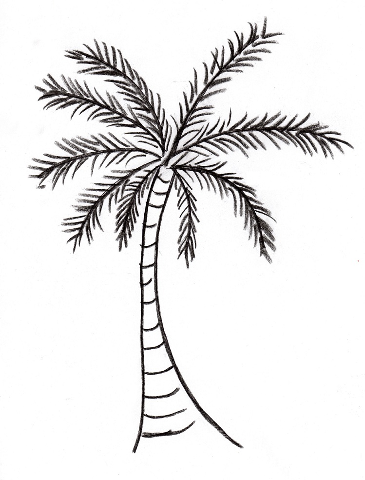 Palm Tree Drawing - Art Starts for Kids