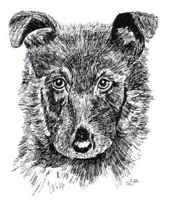 Drawing Animals in Pen and Ink | Art Starts