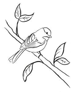 coloring-page-chickadee2