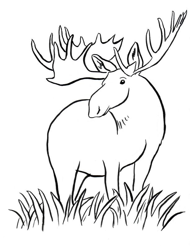 Moose Coloring Page - Art Starts