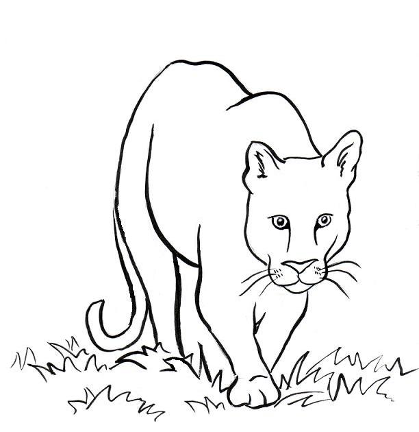 Mountain Lion Coloring Page - Art Starts for Kids