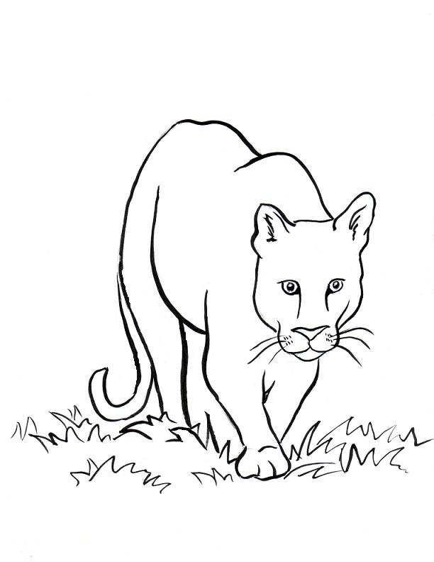 coloring-page-mountain-lion2