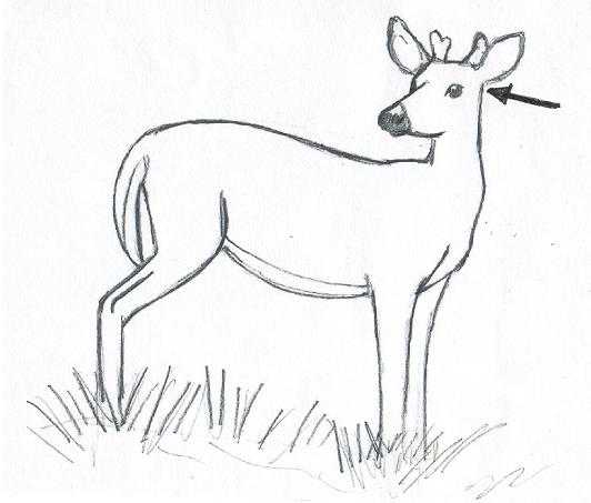 deerdrawingeye