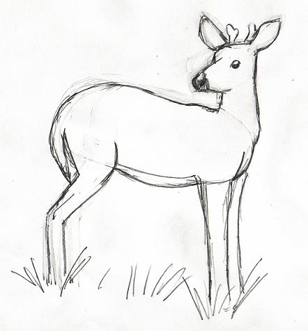 deerdrawingfinished