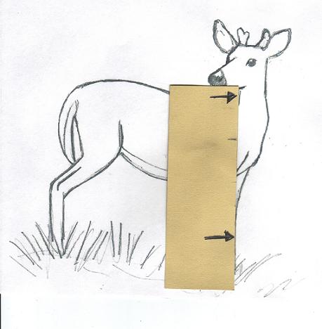 deerdrawingneck