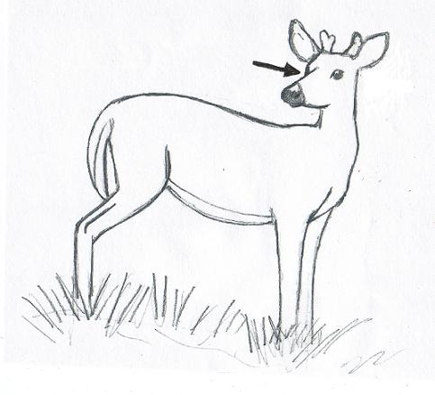 deerdrawingnose