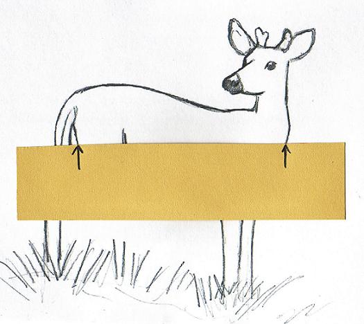 deerdrawingproportions1