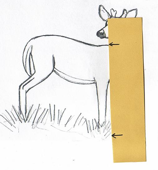 deerdrawingproportions2