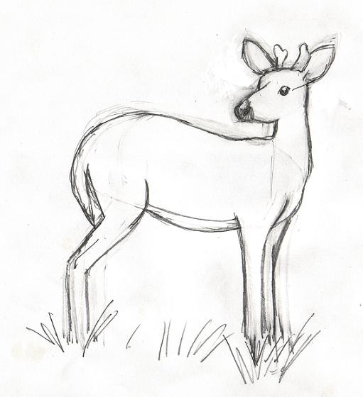 deerdrawingredo