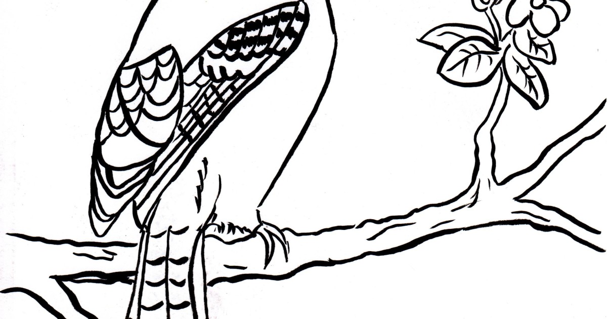 Blue Jay Coloring Page - Samantha Bell
