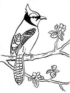 Blue jay coloring page 4 001