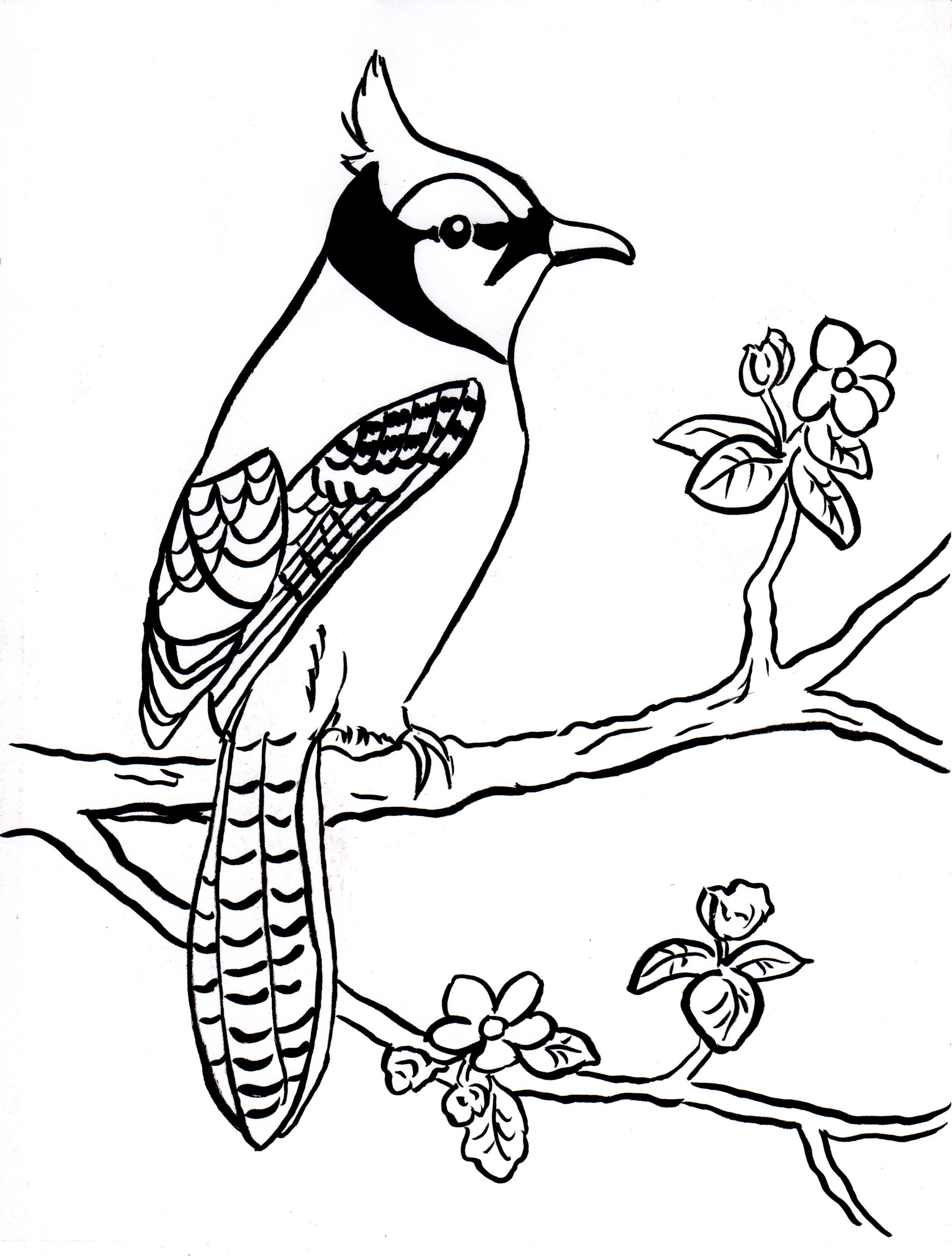 Blue Jay Coloring Page Samantha Bell