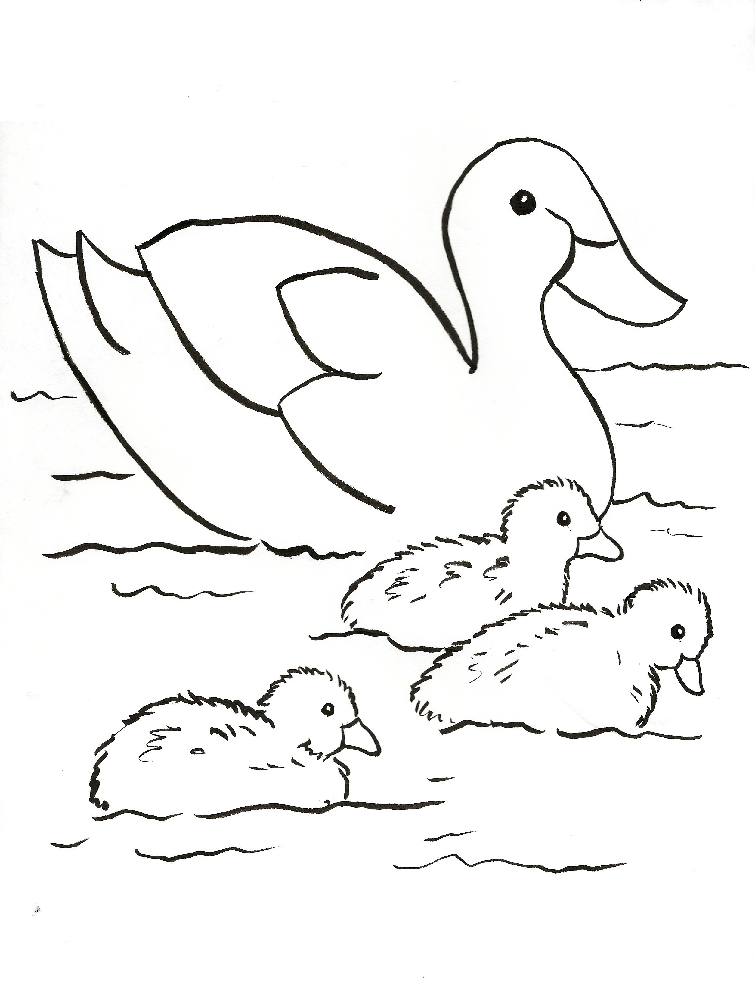 ducks coloring page