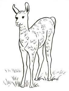 llama coloring page