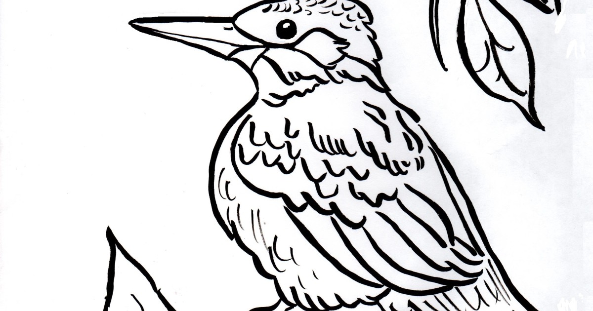 Kingfisher Coloring Page | Art Starts