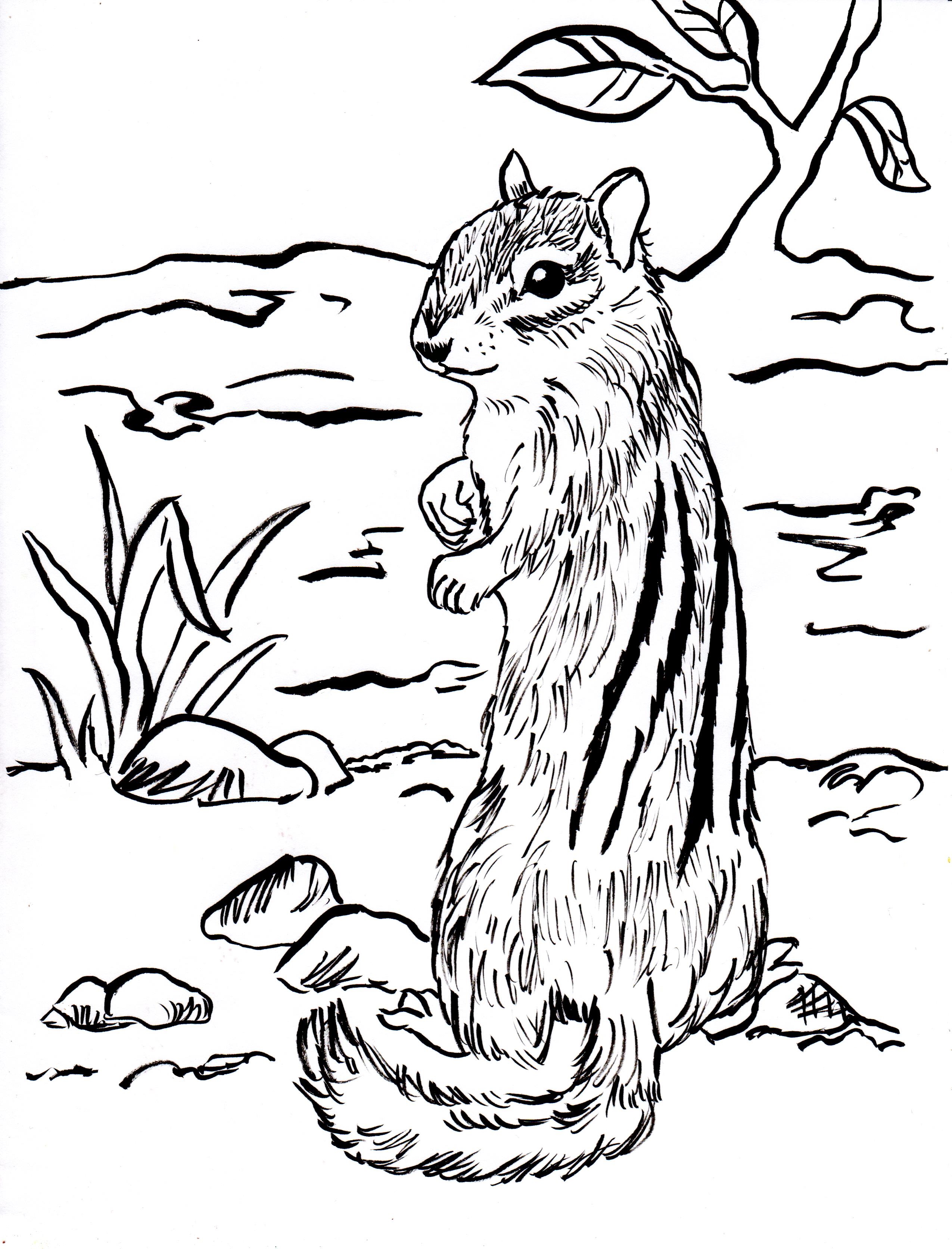 Chipmunk Coloring Page Art Starts Chipmunk Coloring Page Art Starts