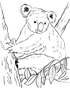 koala coloring page 002