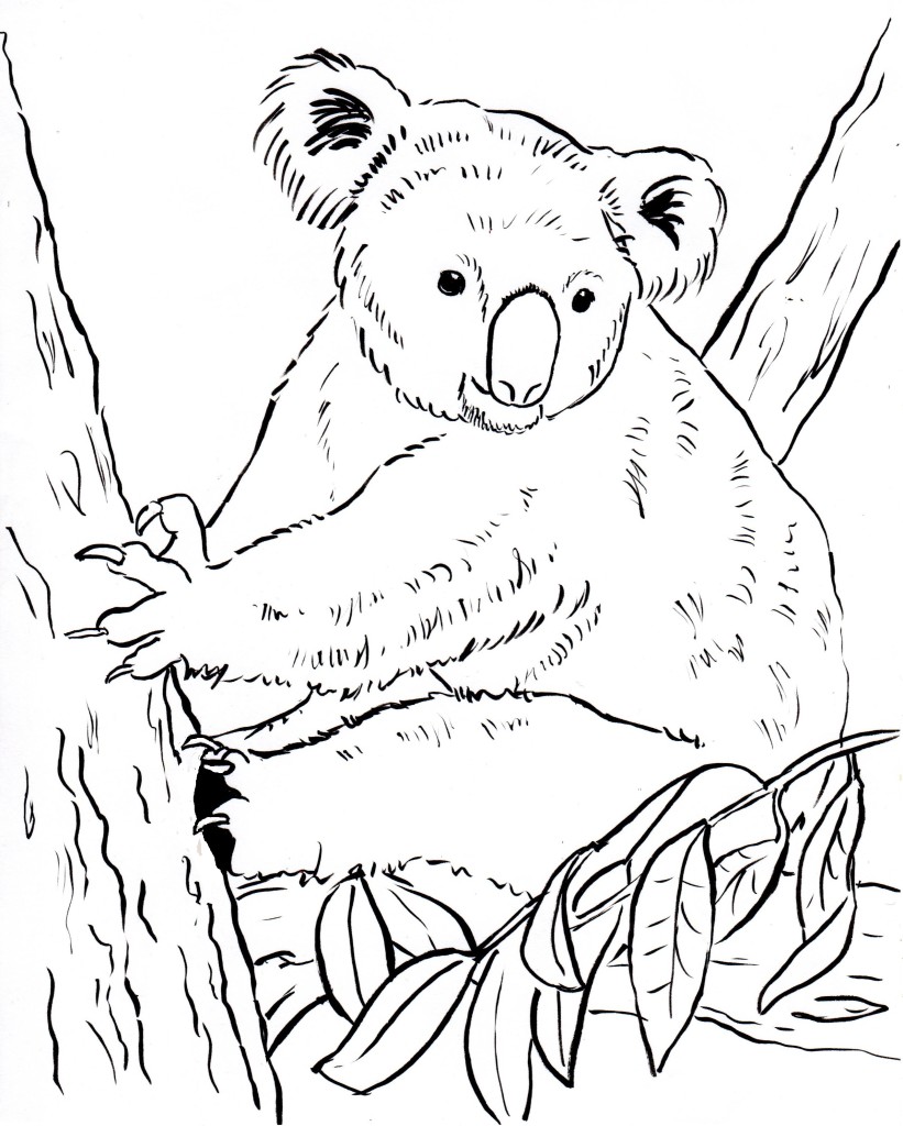 Koala Bear Coloring Page - Art Starts