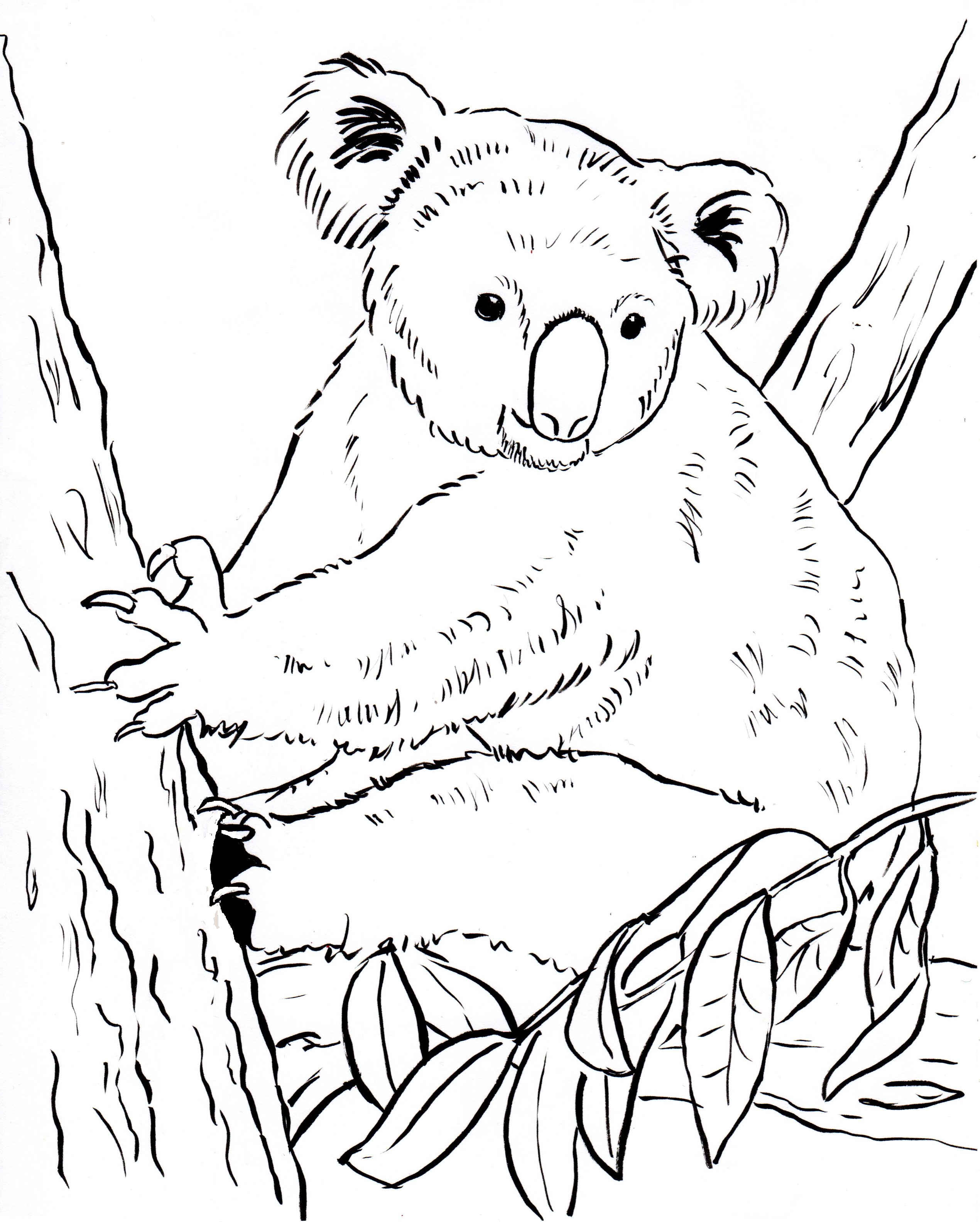 koala coloring page 002