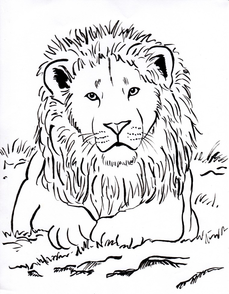 Collection Of Lion Coloring Pictures That Children Love Coloring Cool