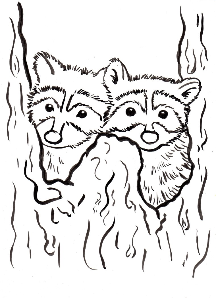 Raccoon Coloring Page - Art Starts