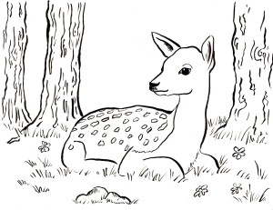 fawn coloring page