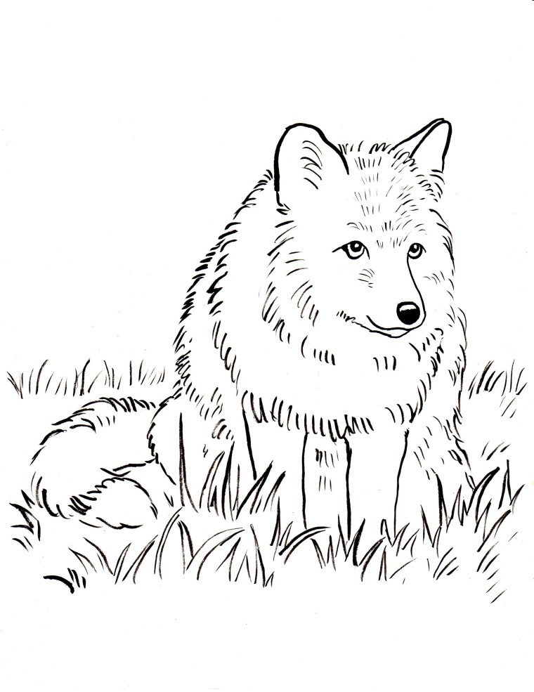 Fox Coloring Page - Art Starts