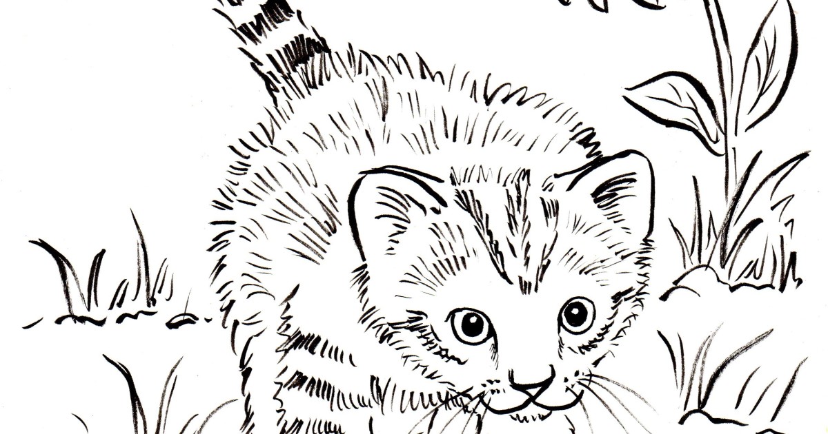 kitten coloring page  art starts