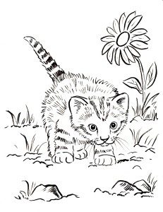 kitten coloring page