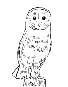 owl 001