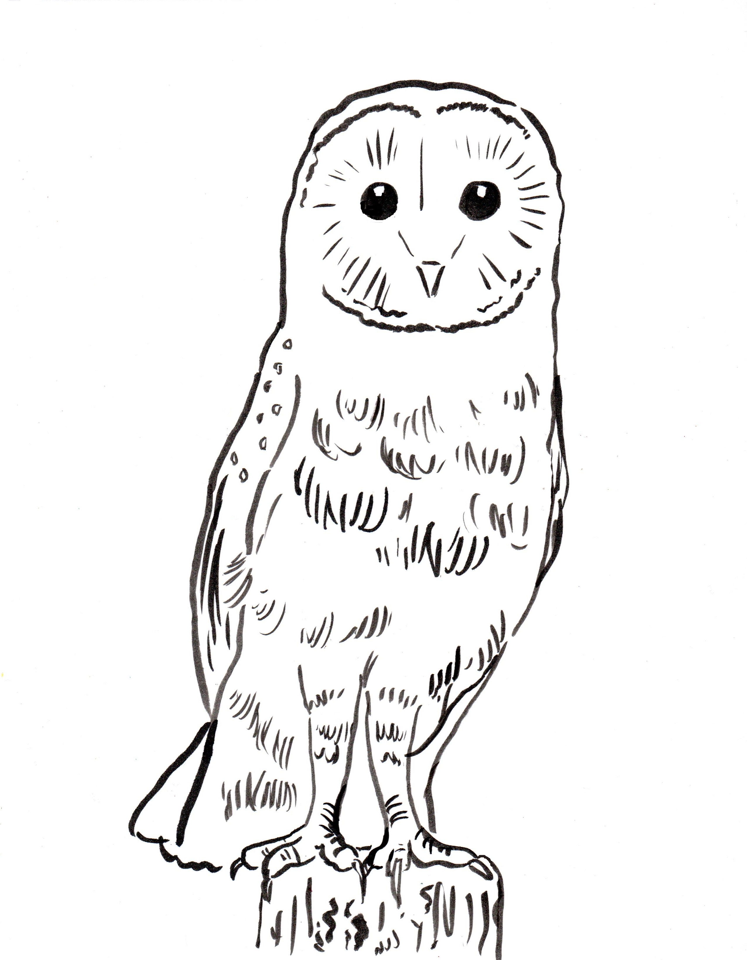 Barn Owl Coloring Page - Art Starts