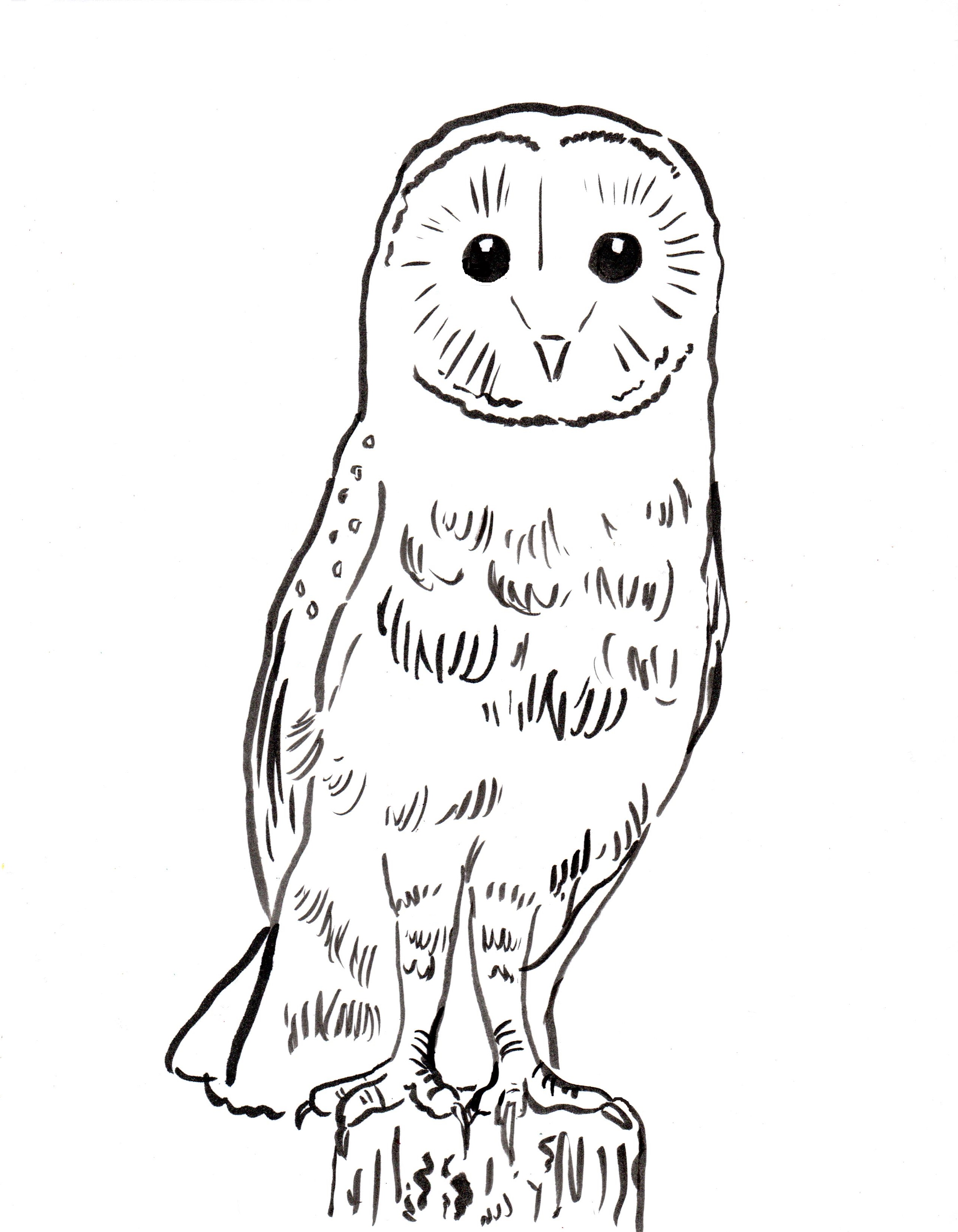 11+ Free Coloring Pages Of Owls PNG | Portal Media