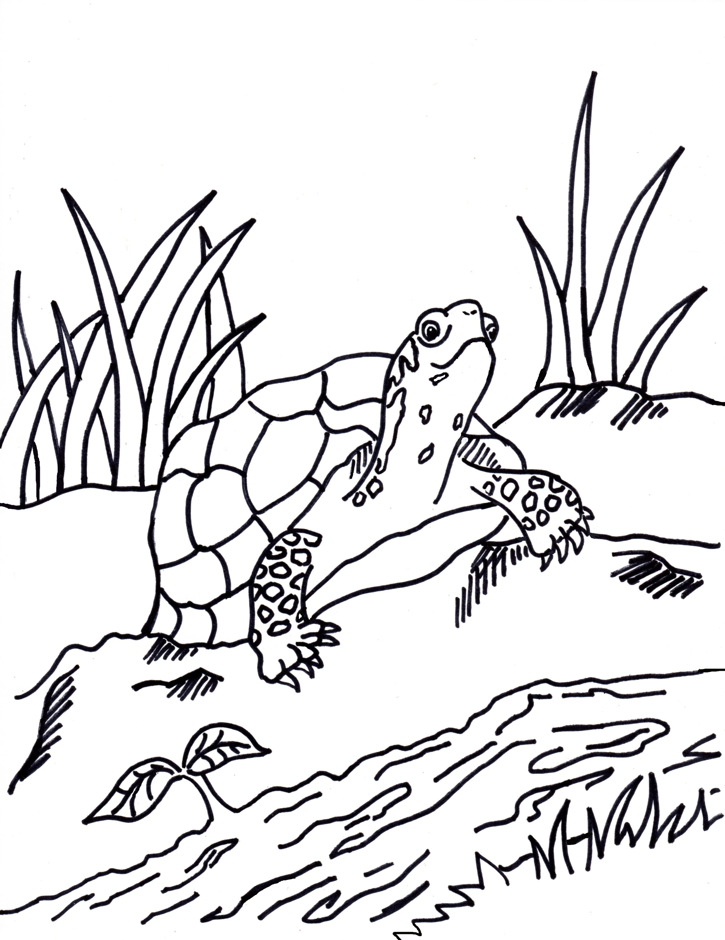 Box Turtle Coloring Page   Samantha Bell