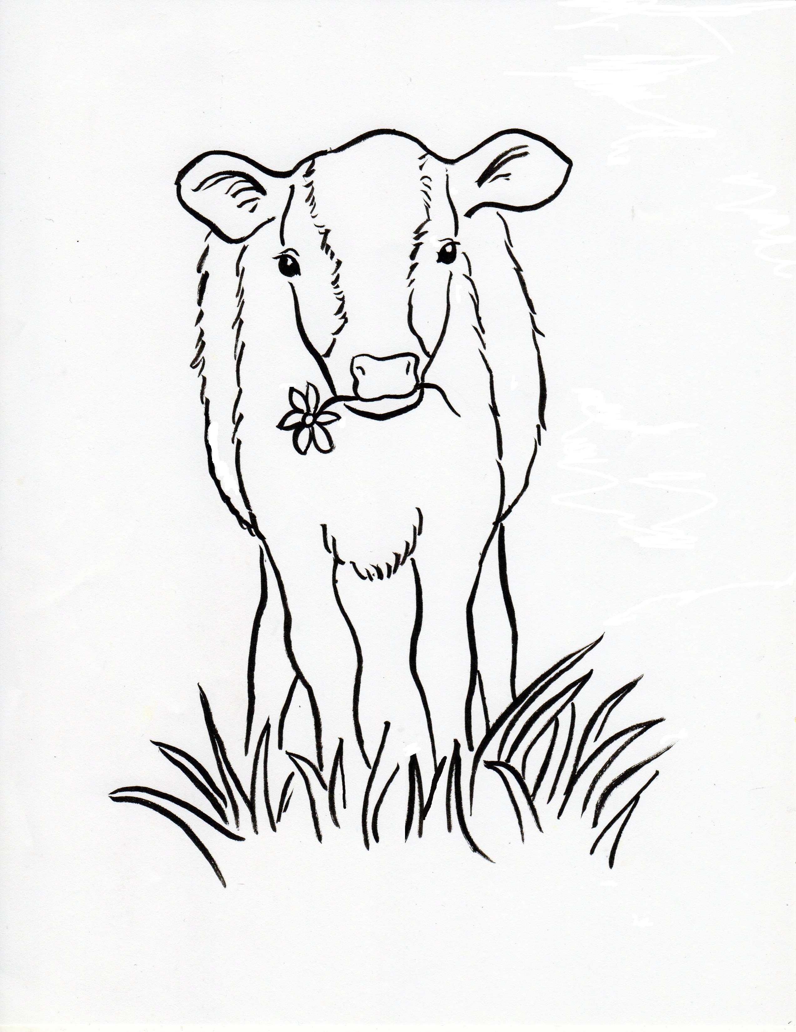 Calf Drawing For Kids