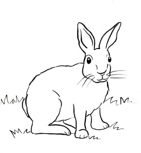 cottontail rabbit coloring page