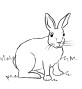 Cottontail Rabbit Coloring Page - Art Starts