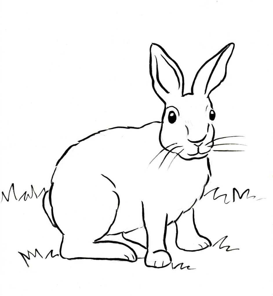 Cottontail Rabbit Coloring Page - Samantha Bell