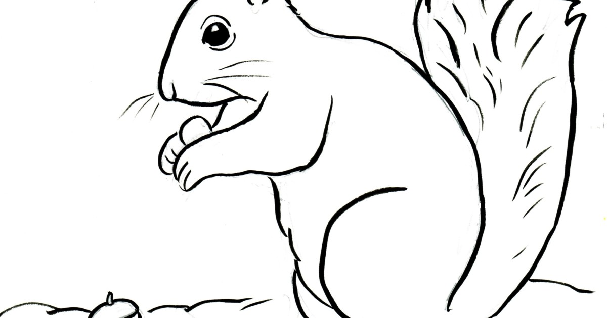 Squirrel Coloring Page - Art Starts