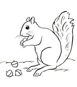 squirrel coloring page