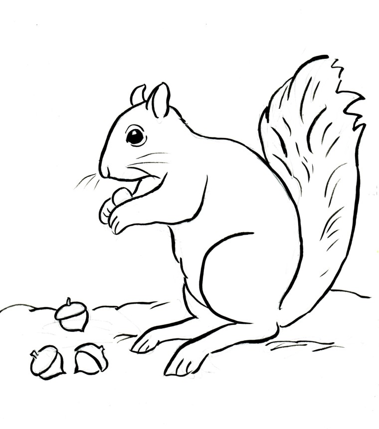 Squirrel Coloring Page Art Starts squirrel-coloring-page-art-starts
